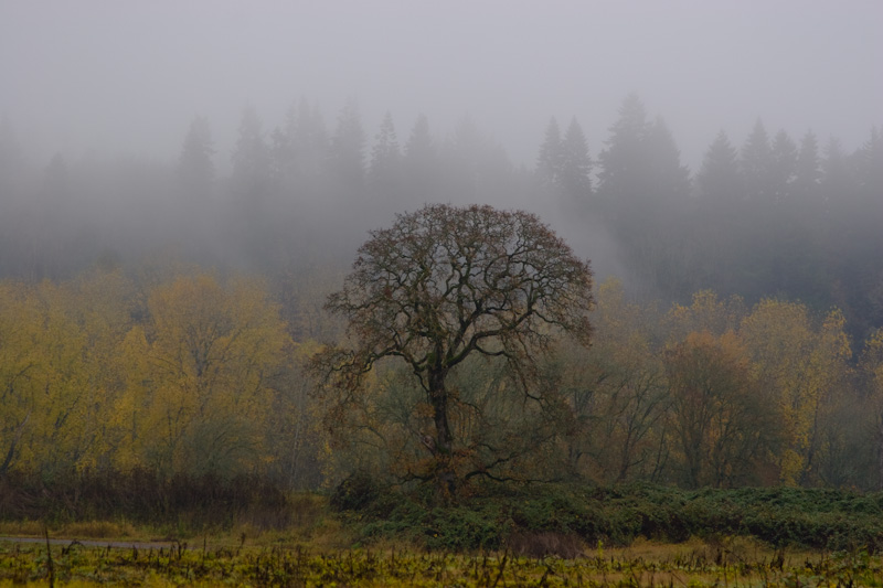 Fog Over Wetlands